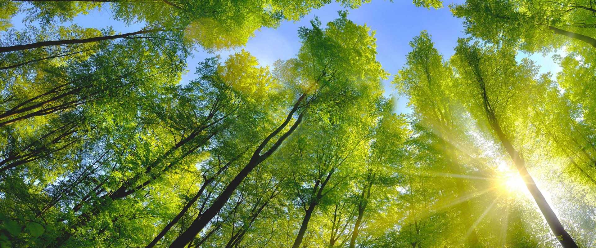  Deciduous forest with green leaves in sun light and blue sky above