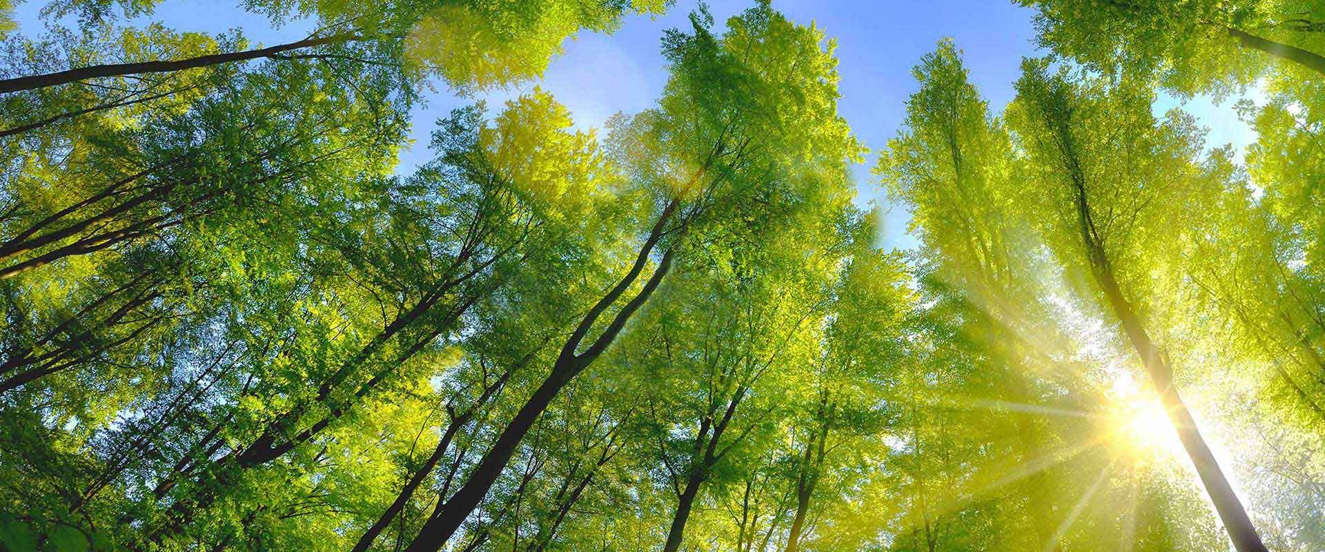 Von Sonnenlicht durchfluteter Laubwald mit saftig grünen Blättern und blauem Himmel
